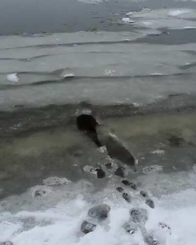 Sven the Norwegian otter enjoying winter