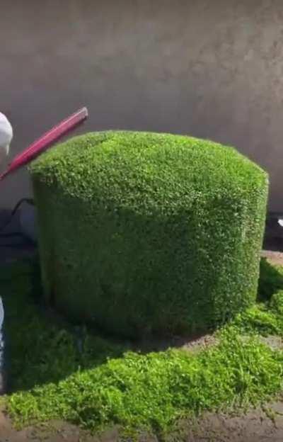 Giving this bush a clean cut.