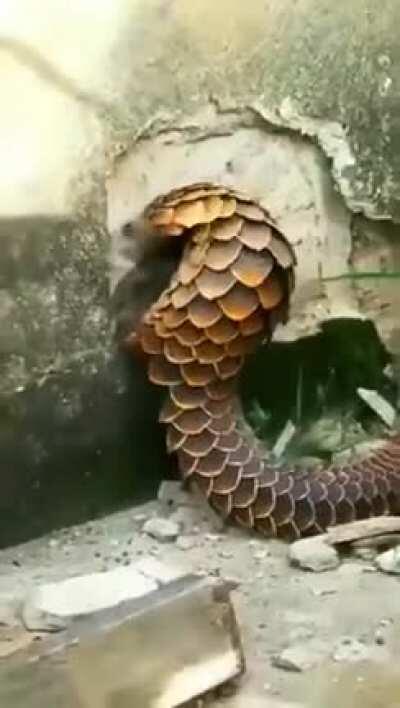 Pangolins are crazy looking and very powerful dragons.