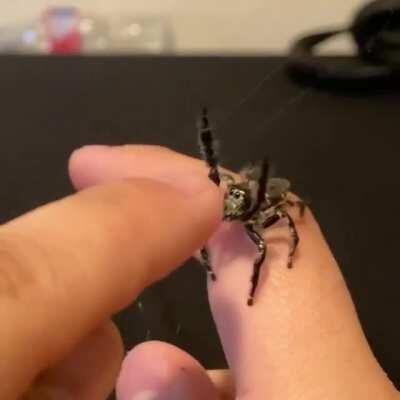 Little jumping spider wants some upsies.