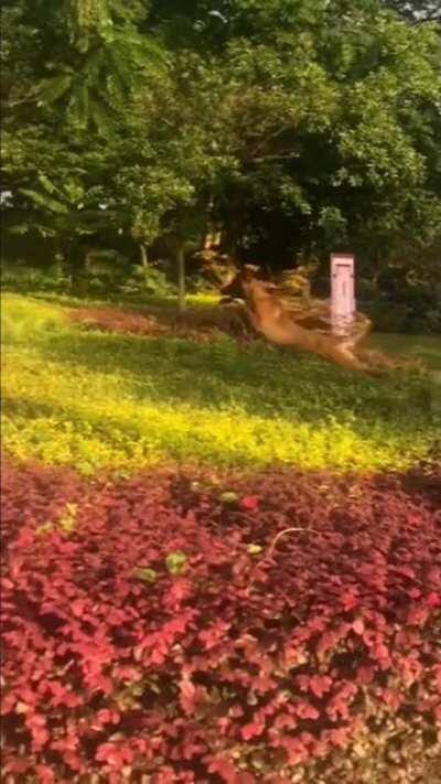 Belgian Malinois perfectly jumps over a hedge