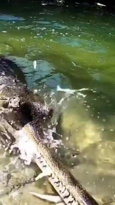 The Gharial is a crocodile from the Gavialidae family that looks like a terrifying creature from another planet.