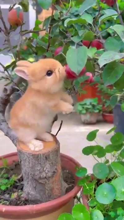 Bunny tries an apricot.