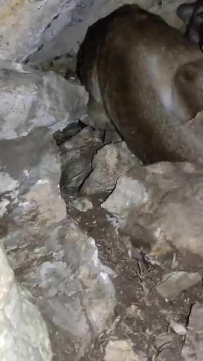 Finding a mountain lion in a cave