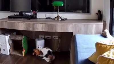 Cat brings her baby doll to automatic feeder because she thinks it's hungry