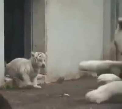 Baby tiger sneaks up on its mom