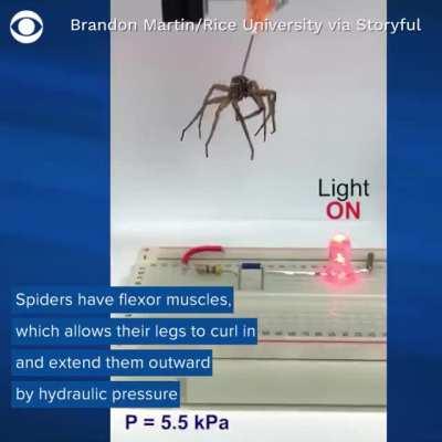 Researchers have turned dead spiders into necrobotic grippers capable of lifting items that weigh more than 100 times their own body weight.