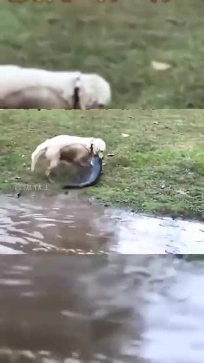 Teaching dogs how to do fishing might come in handy.