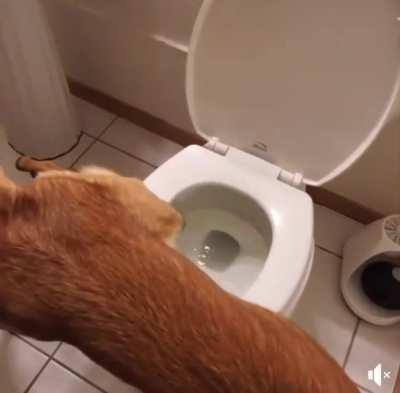 Dog taking a pipi and then flushing the toilet