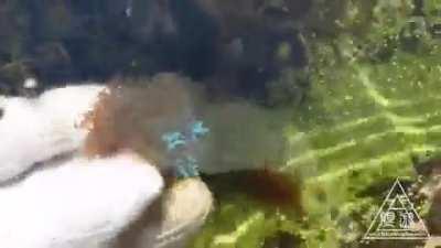 How this seaweed reacts to sunlight