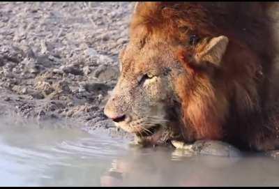 🔥Turtle asserts his dominance against a lion at the watering hole