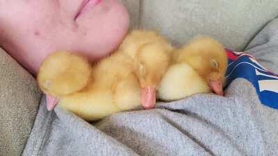 Ever seen ducklings too tired to hold their heads up?