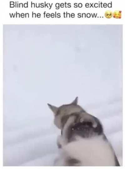 Dog Day Sunday - Snow zoomies