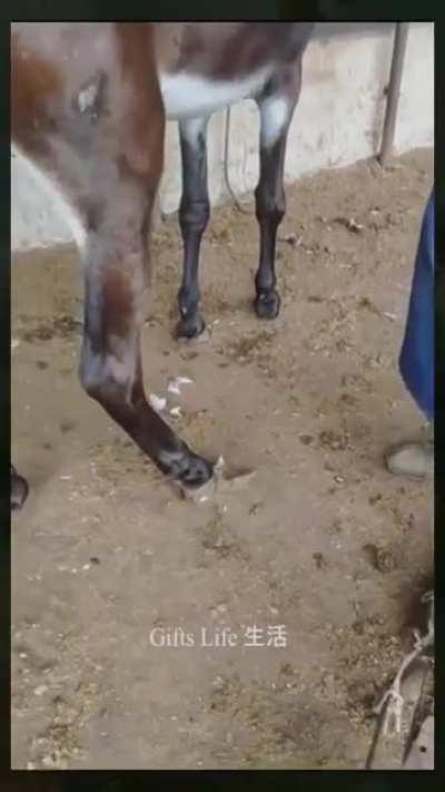 Horse receives hoof care for the first time