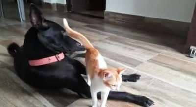 Overdramatic doggo accidentally sniffs a cat's but