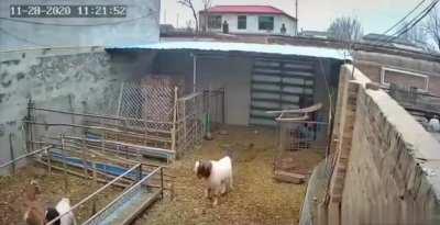 HMFT after I Turn My Back On a GOAT