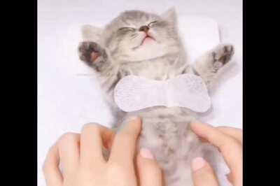 Adorable kitten having spa day!