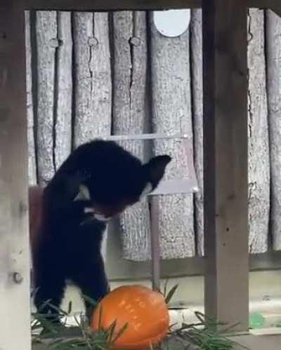 Red panda doesn't know what to make of orange interloper