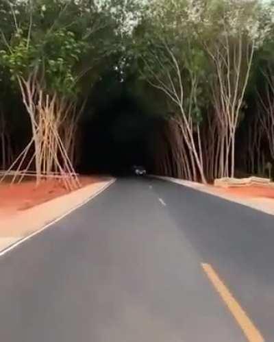 Tree tunnel that looks quite dark when viewed from afar.