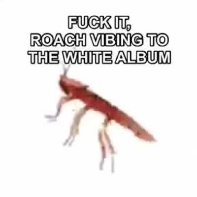 roach has returned