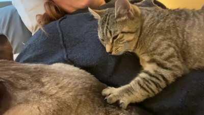 New kitten hugs my cat when I ask “do you love Bart?”