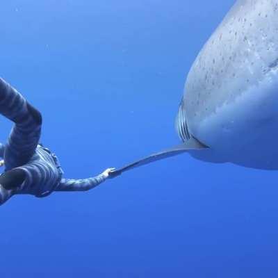 In 2019, the diver Ocean Ramsey encountered 20ft Great White Shark in Hawaii