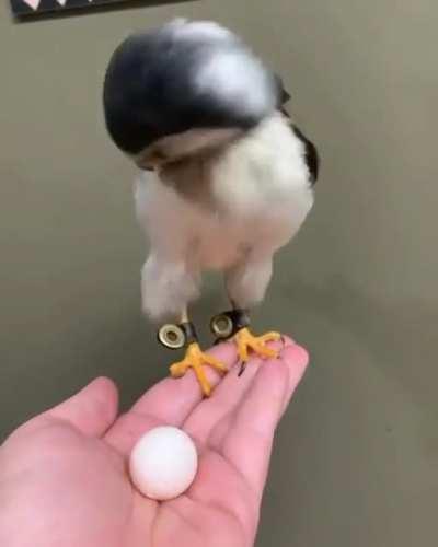 This is an adult pygmy falcon. They are the smallest bird of prey in Africa.