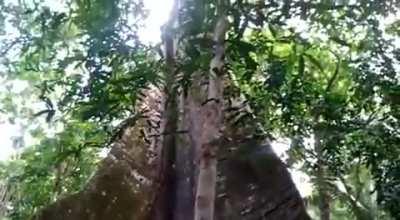 Samaumeira, this giant tree on Amazon Forest