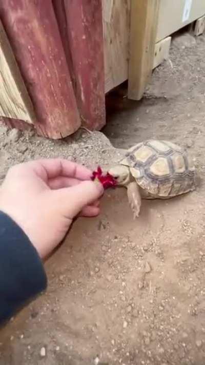 Feeding an excited Baby Tortoise