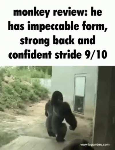 Monky review #1