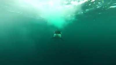 🔥 The terrifying speed at which this Orca catches up to a motor boat