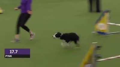 This good girl named Pink has won the agility competition at the Westminster Dog Show