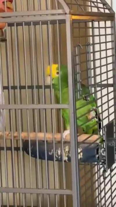 Check out this parrot singing Stairway To Heaven