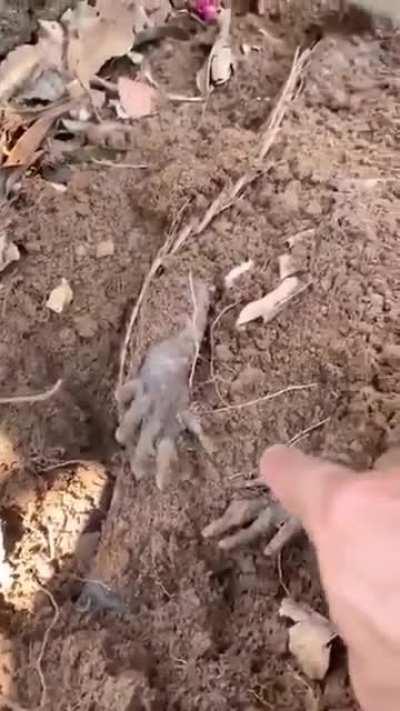 🔥 Armadillo playing dead in the garden