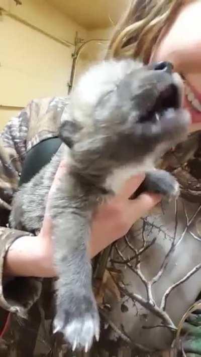 Wolf pup learning to howl