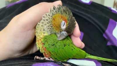 Quetzal the brave Black-Capped Conure, getting scritches 💕 | Her story in the comments