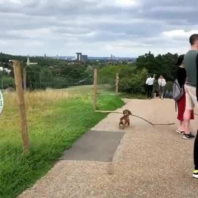 When the stick is bigger than the dog