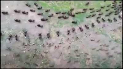 Termites and Ants, both protected by a row of their soldiers in a stand-off, without fighting