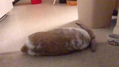 After nearly a year with my rabbit, I finally caught a flop on camera