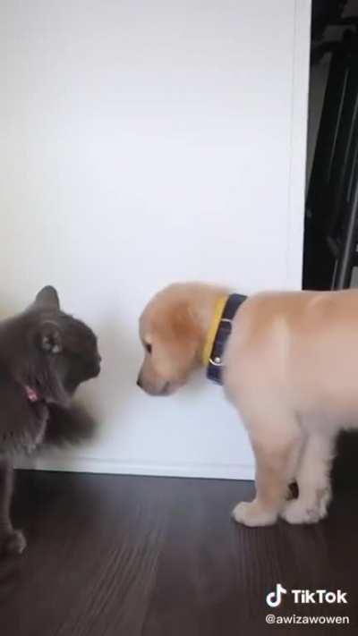 Proof that dogs and cats can get along