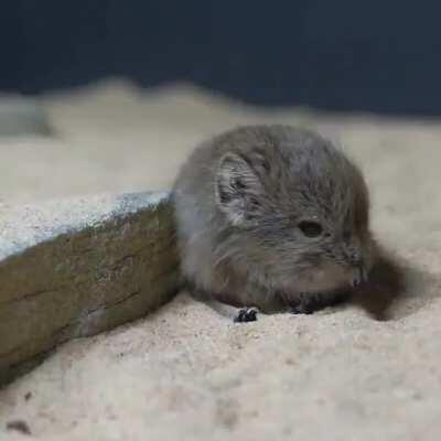 These elephant Shrews at the Chester Zoo in the UK.