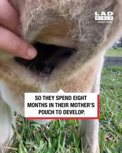 How a joey grows in kangaroo pouch