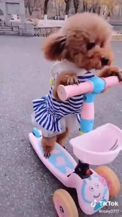 Smart dog riding scooter like a pro!