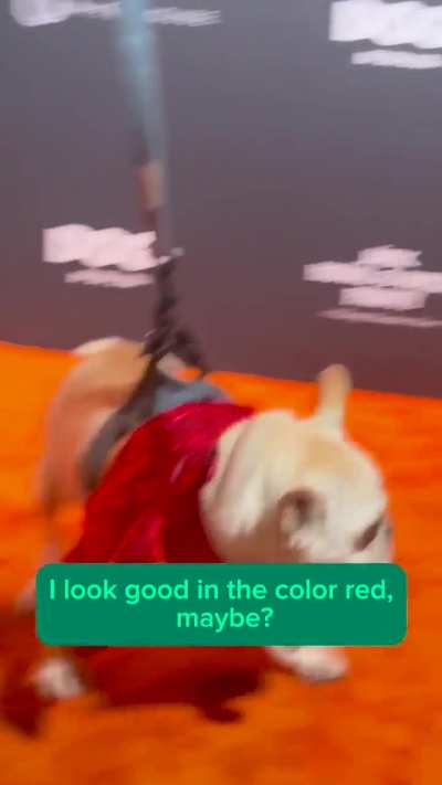 Howl-o-ween Pawty, Red Carpet Interviews