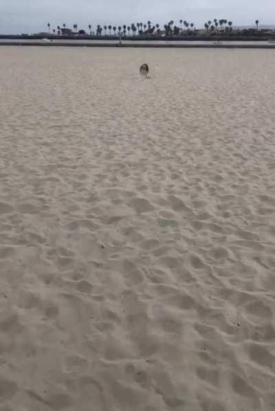 My dog gets the most zoomies at the beach.