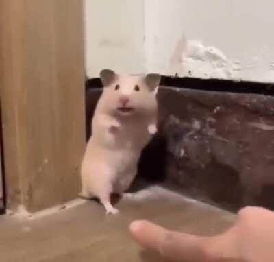 Startled hamster with audio