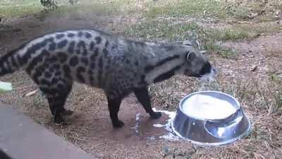 This civet has no idea how to drink milk.