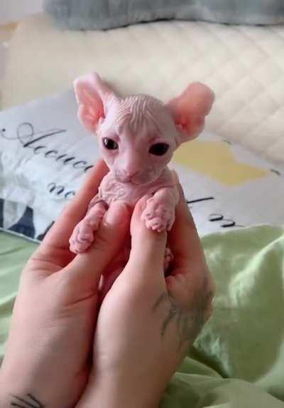 Tiny Sphinx kitty