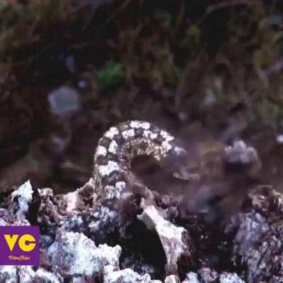 🔥 The aptly named Spider-Tailed Horned Viper. Native to Iran