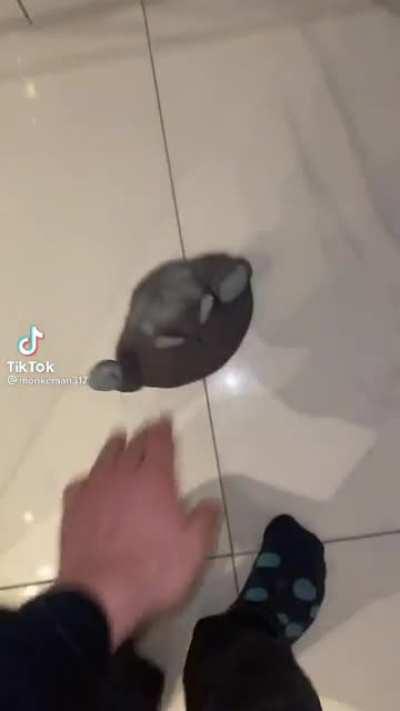 This monke toy I found on tiktok which I found satisfying